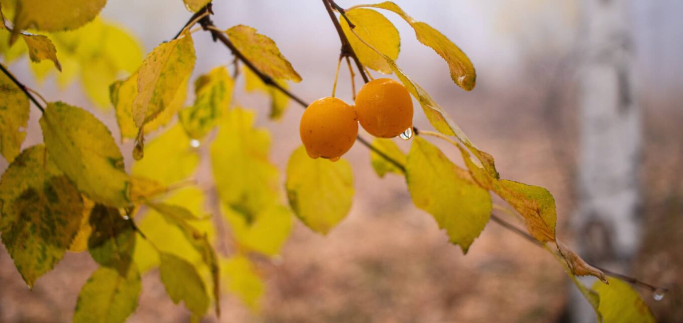 Fruit Trees That Change Color for Beautiful Fall Landscaping – Mother Earth News - Vimarsana News